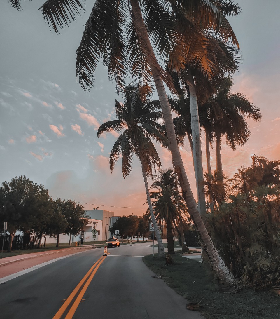 California Sunset Road with Palm Trees